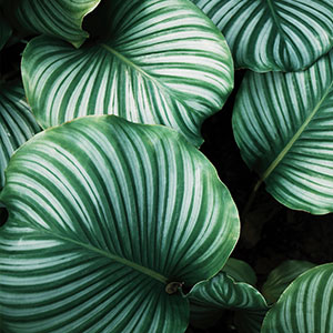 Striped green leaves